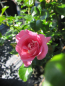 Preview: Rosa Gipsy Farbfestival